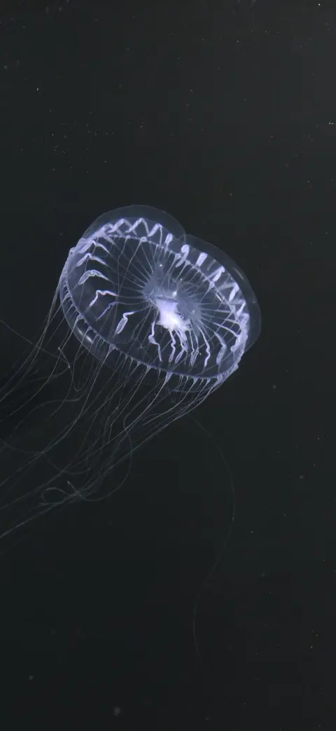 Jellyfish in the dark iPhone wallpaper