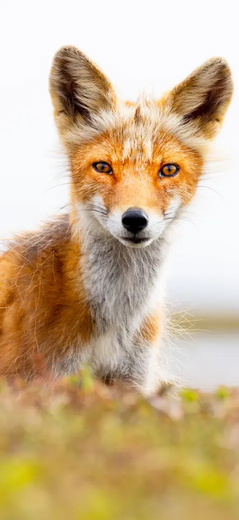 Red fox iPhone wallpaper