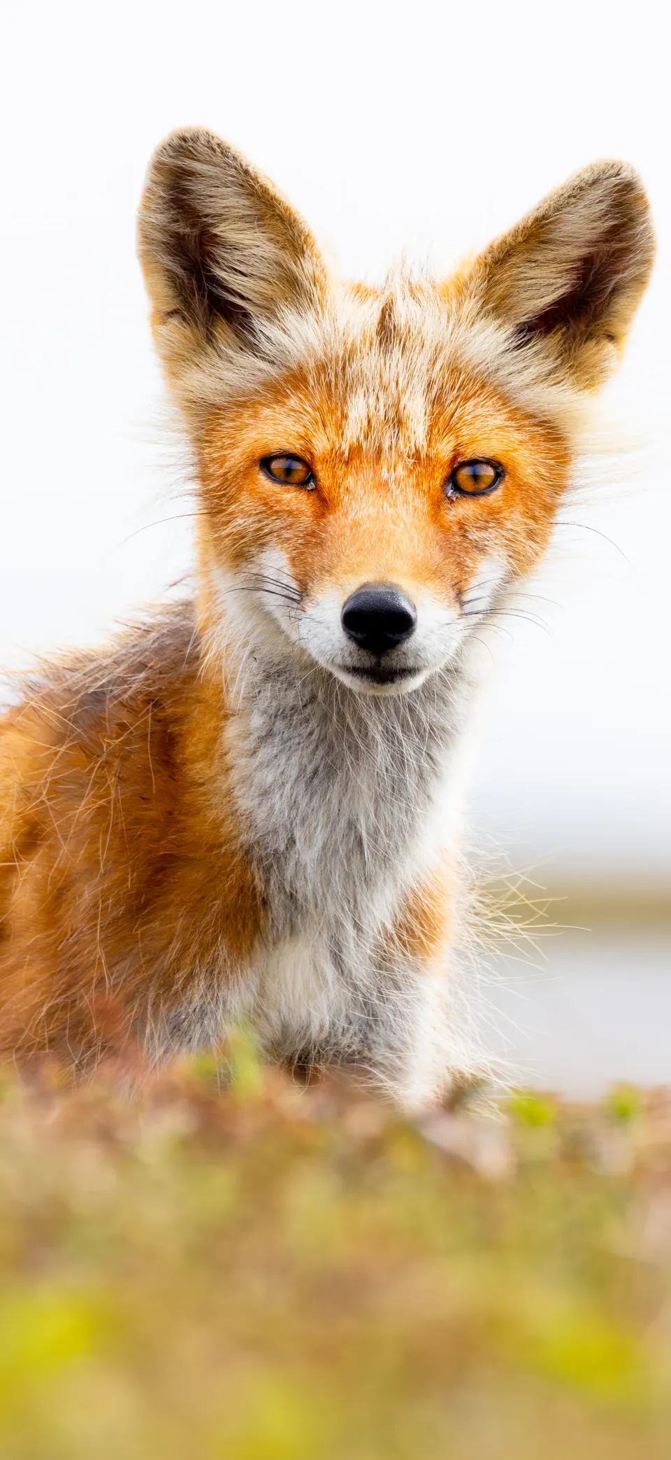 Red fox iPhone wallpaper