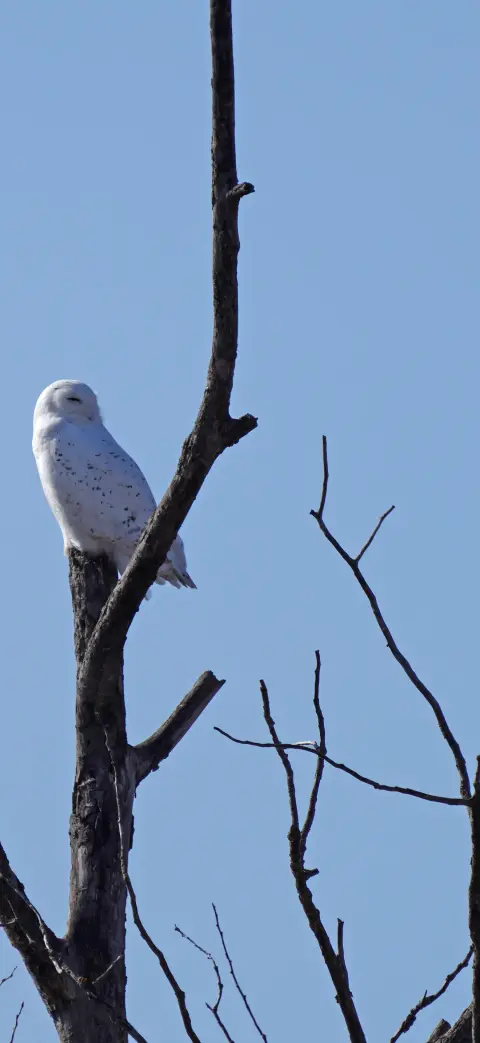 Snowy owl iPhone wallpaper