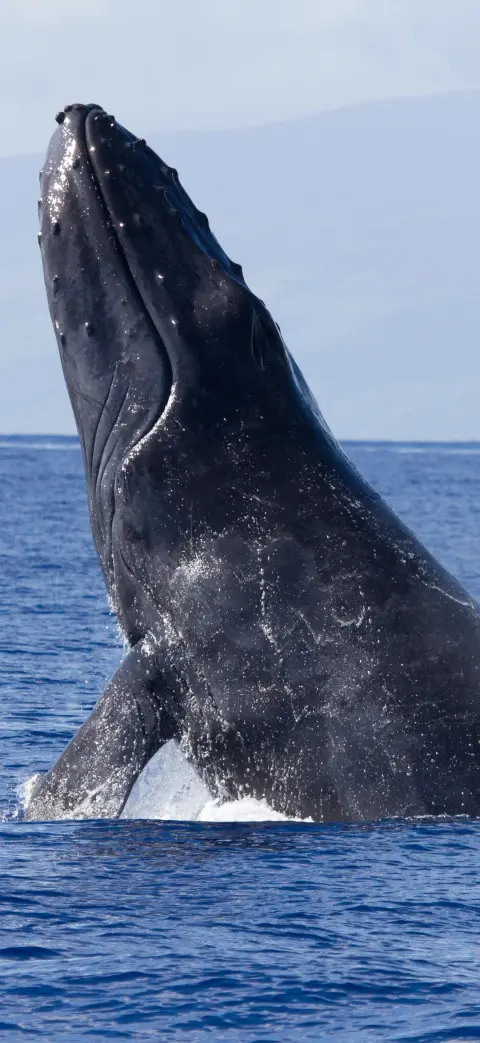 Humpback whale breaching iPhone wallpaper