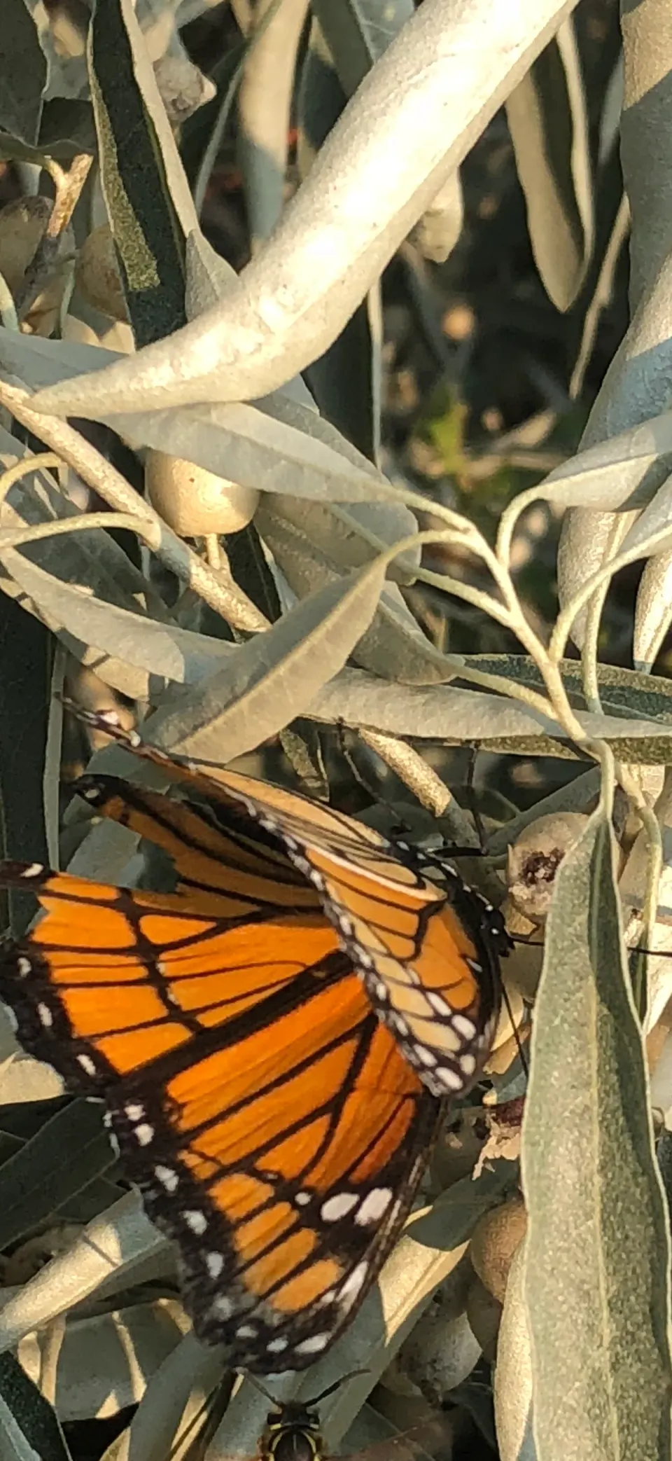 Monarch butterfly iPhone wallpaper