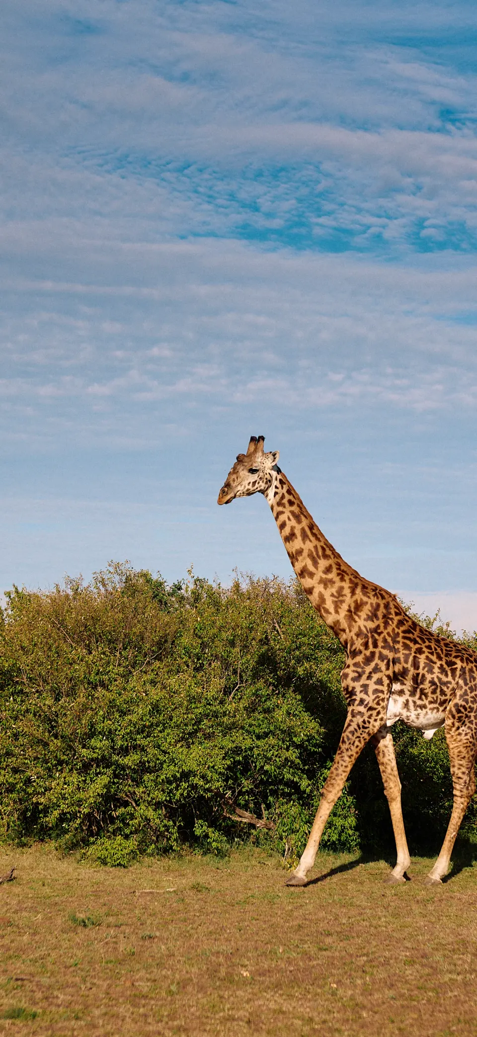 Giraffe iPhone wallpaper