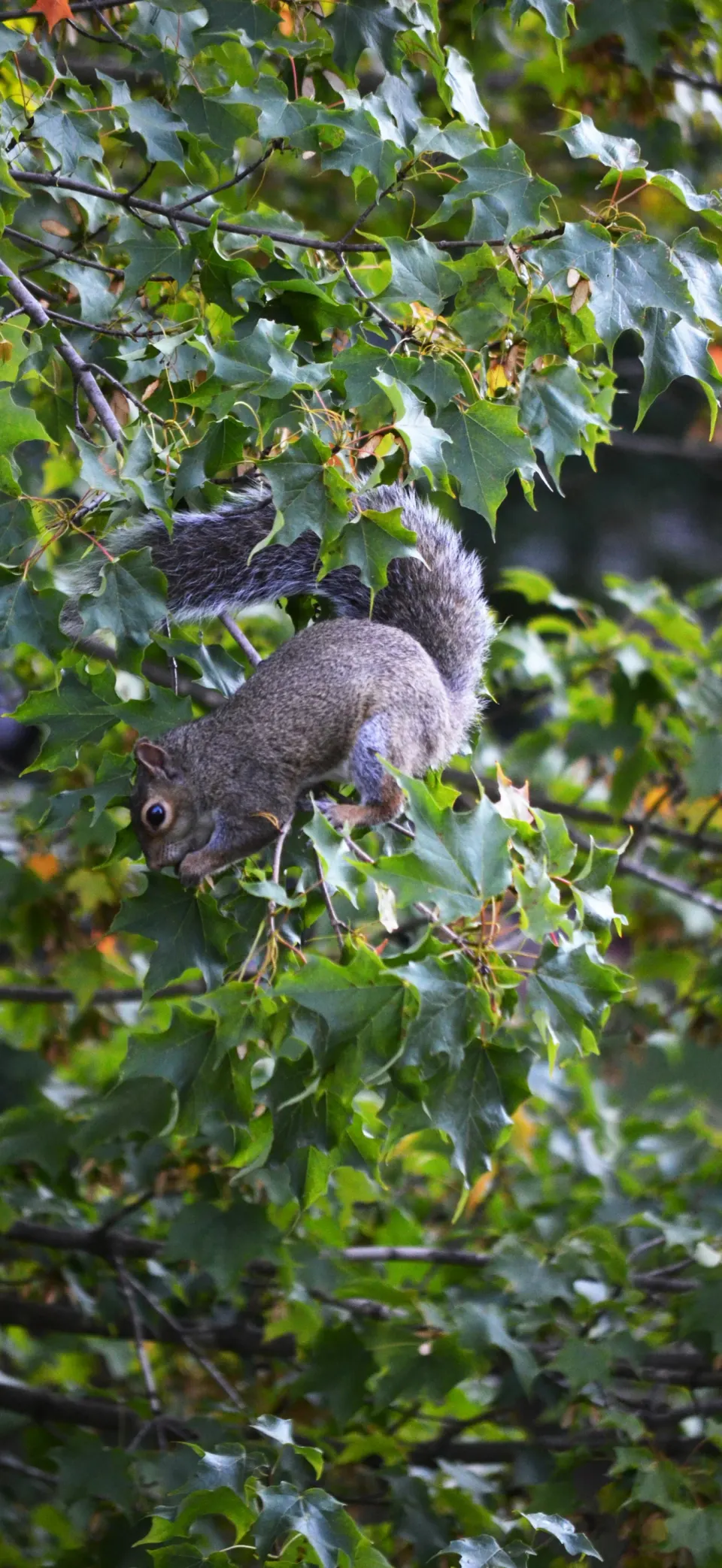 Squirrel iPhone wallpaper
