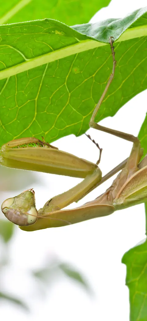 Praying mantis iPhone wallpaper